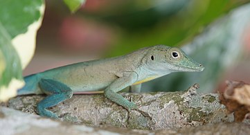 Grahams anole on tree in Bermuda.jpg