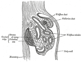 <span class="mw-page-title-main">Genital ridge</span>