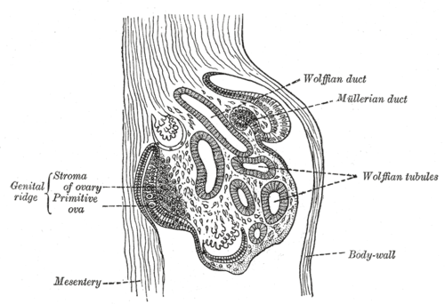 Development of the reproductive system - Wikipedia