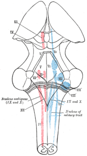 Thumbnail for Mesencephalic nucleus of trigeminal nerve