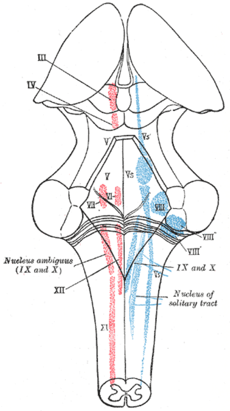 Nhân thần kinh sọ