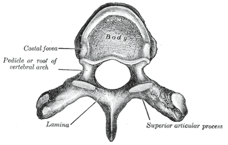 Arc vertebral