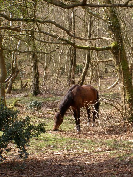 Tập_tin:Grazing_pony,_Cowleys_Heath,_New_Forest_-_geograph.org.uk_-_394162.jpg