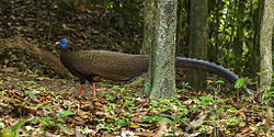 Great Argus - Khao Sok - Thailand MG 9744 (14258411995).jpg