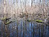 Swamp and trees