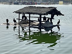 Great cormorants at the island on the lake