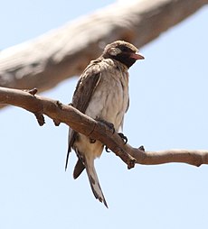 Greater Honeyguide-1.jpg