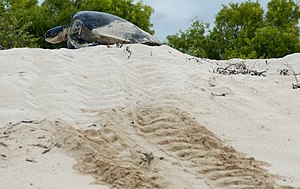 Sea Turtle Migration