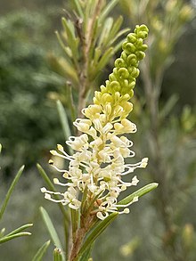 Grevillea trachytheca flower.jpg