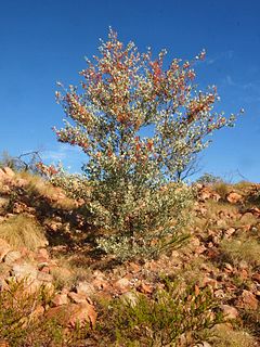 <i>Grevillea wickhamii</i> Species of shrub in the family Proteaceae endemic to Australia