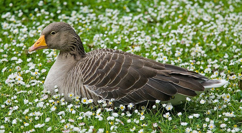 File:Greylag Goose in St James's Park, London - May 2006.jpg