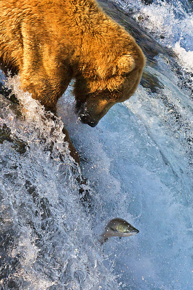 Ours brun à la pêche au saumon.
