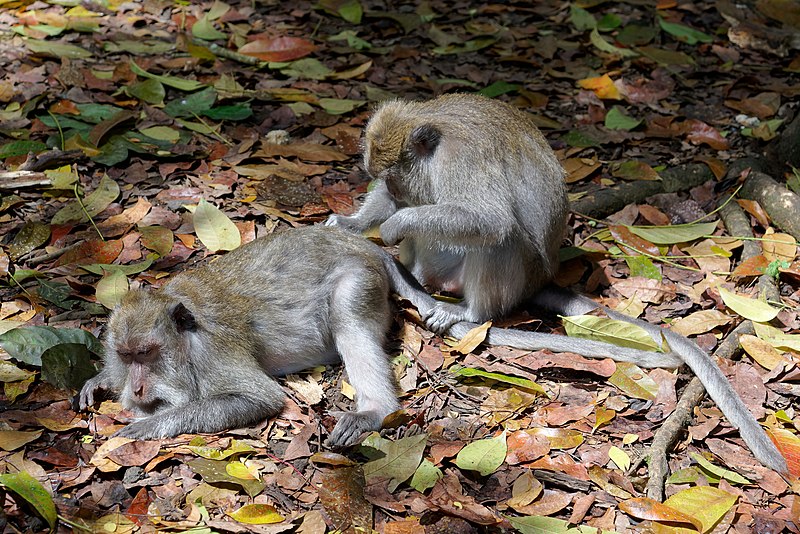 File:Grooming, Macaca fascicularis, Ubud Monkey Forest, Bali, 20220822 1022 9965.jpg