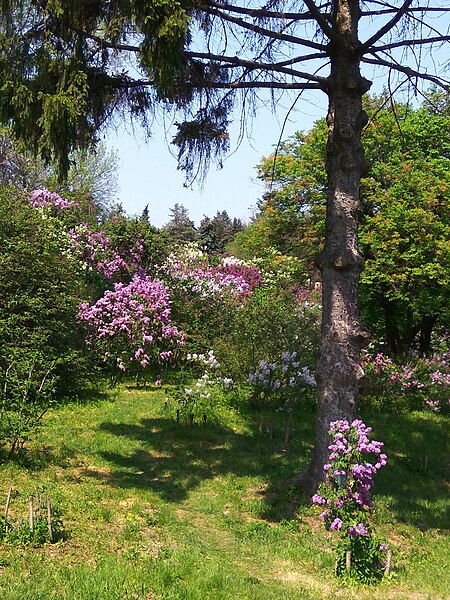 File:Gryshko botanical garden (May 2018) 02.jpg