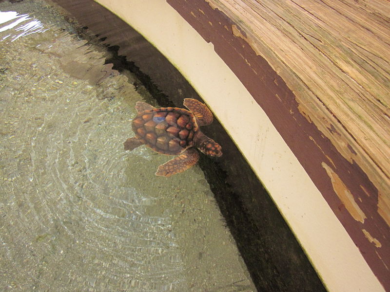 File:Gumbo Limbo turtle 3.JPG