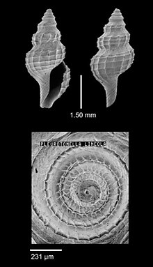 Gymnobela lineola 001.jpg 