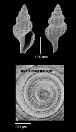 Gymnobela lineola