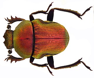 <i>Gymnopleurus</i> Genus of beetles