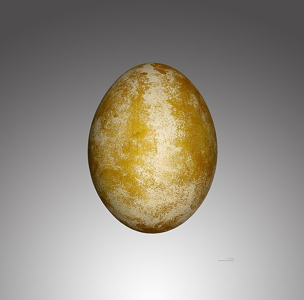 File:Gypaète barbu MHNT.jpg