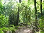 Naturschutzgebiet Hülsenhaine im Schellenberger Wald