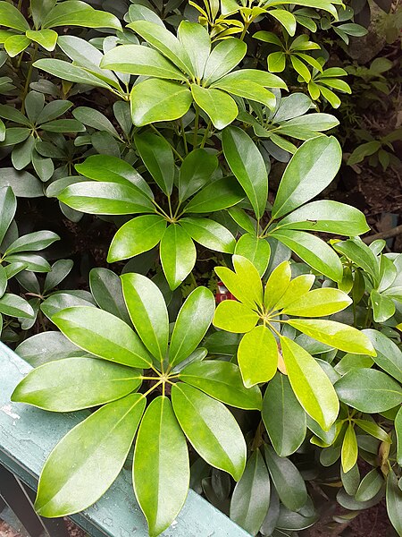 File:HK SYP 西營盤 Sai Ying Pun Pound Lane 卜公花園 Blake Garden green leaves plant flora March 2020 SS2 05.jpg