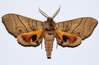 <i>Gynoeryx meander</i> Species of moth