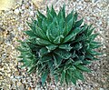 Haworthia bolusii