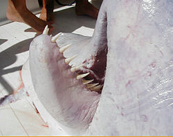 They were attacking and devouring a smaller whale later identified by the head which was retrieved as a quite rare Pygmy Sperm Whale.