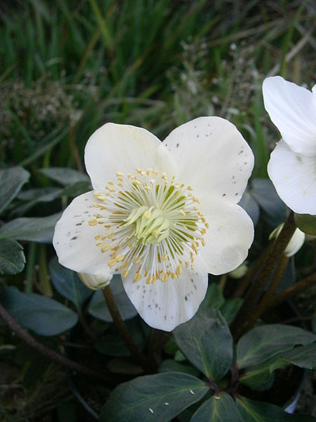 File:Helleborus niger flower RHu.JPG