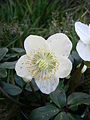 Helleborus niger flower