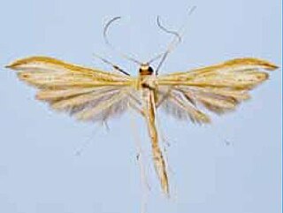 <i>Hellinsia glaphyrotes</i> Species of plume moth