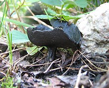 Helvella corium.jpg