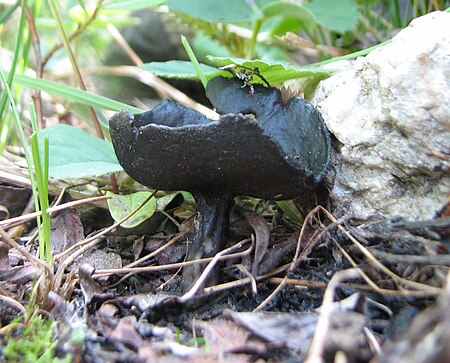 Helvella corium.jpg