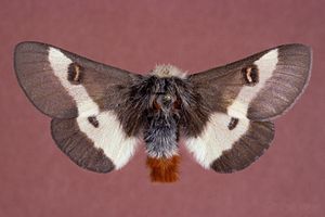 Buck Moth