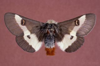 Buck moth