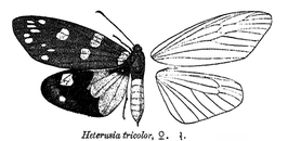 Eterusia tricolor