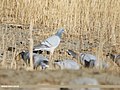 Hill Pigeon (Columba rupestris) (48553265786).jpg