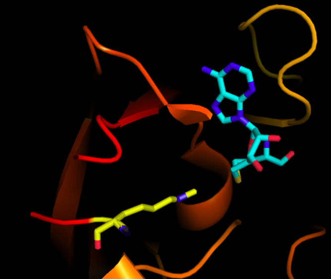 File:Histone Methyltransferase, SAM and Lysine residue.tiff