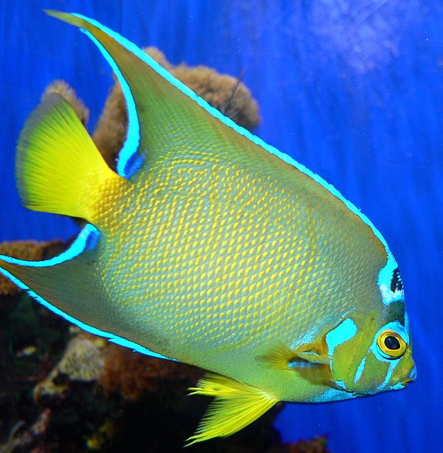 List of marine aquarium fish species - Wikiwand