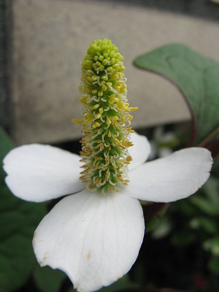 File:Houttuynia cordata4.jpg