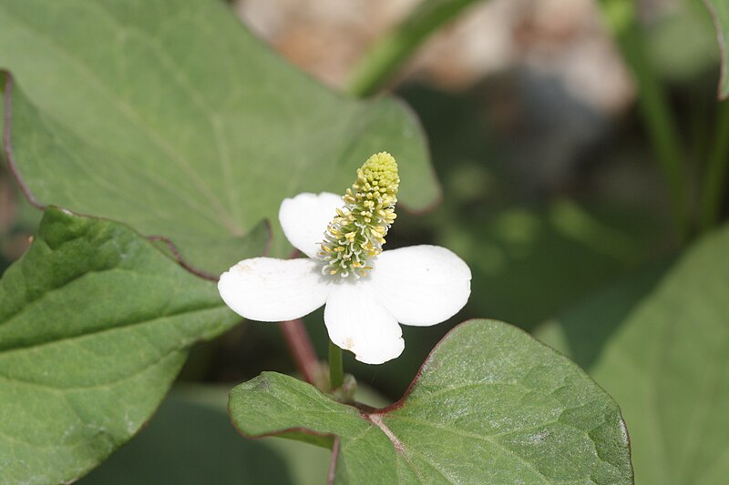 File:Houttuynia cordata 4.JPG