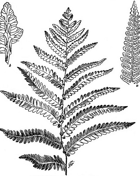 File:How to Know the Ferns 7th ed. p. 157.jpg