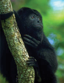 May 15: A Black howler monkey (Alouatta caraya).