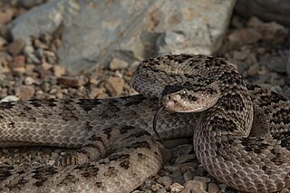 <i>Crotalus scutulatus salvini</i> Subspecies of snake