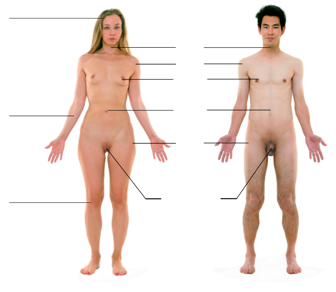 File:Humanbody.svg