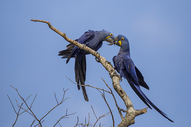 File:Hyacinth Macaw (Anodorhynchus hyacinthinus), Parque Estadual Encontro das Águas Thomas-Fuhrmann 1.jpg