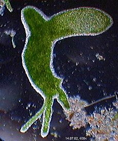 (Hydra viridis)