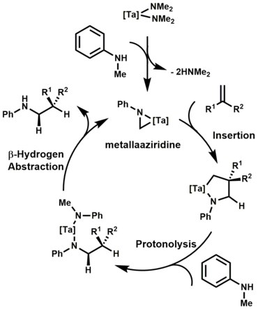 Purposed mechanism of hydroaminoalkylation Hydroamino alkylation catcycleupdated.tif