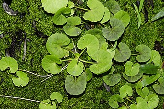 Hydrocotyle asiatica)