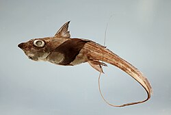 Hydrolagus alberti